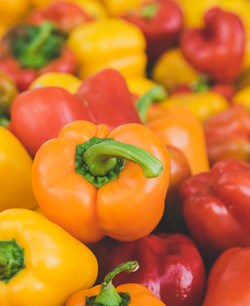 Catering and Free School Meals